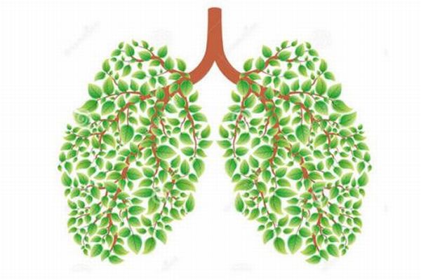 肺イメージ