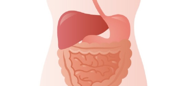 肝臓のイメージ
